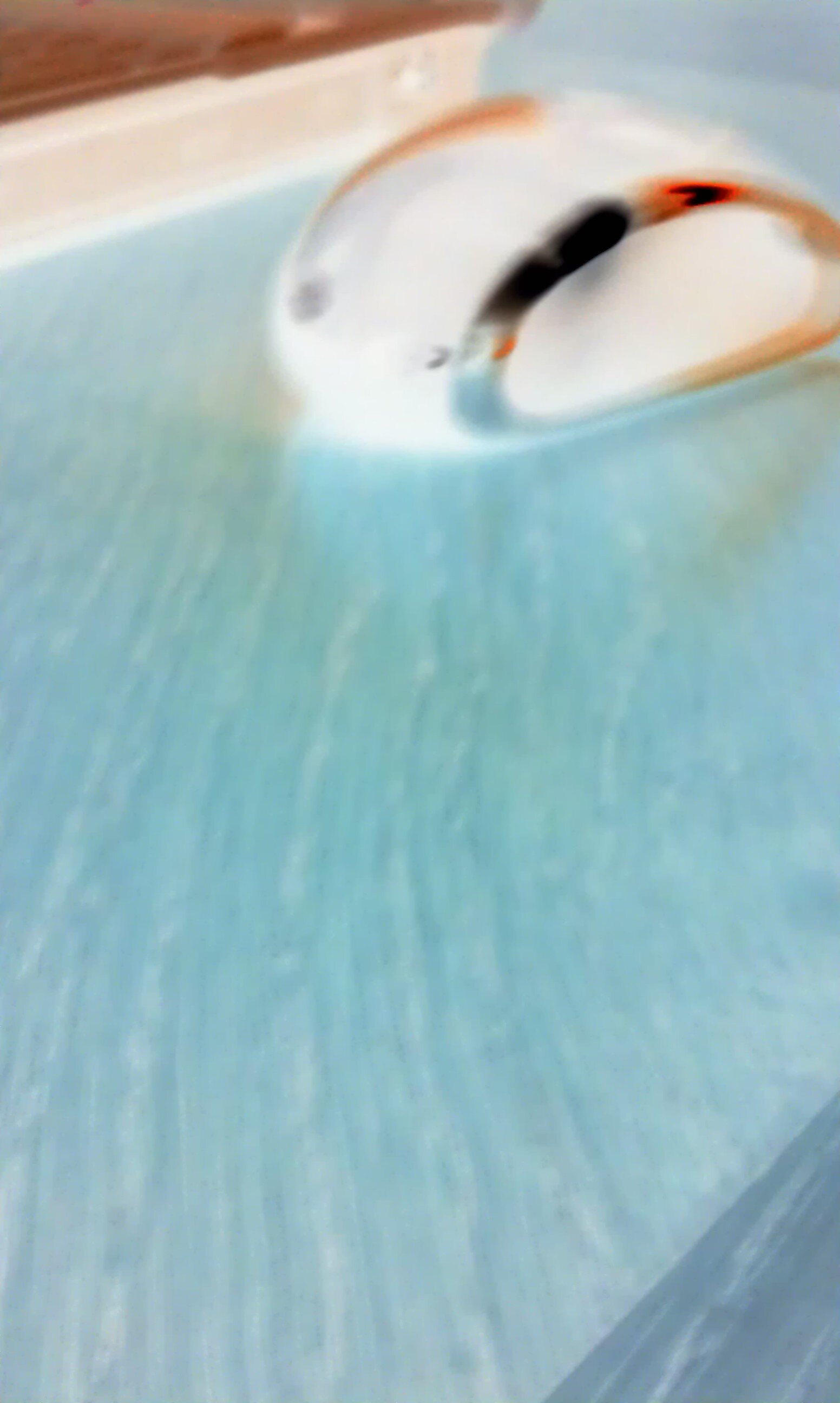 pascal Vigier banner