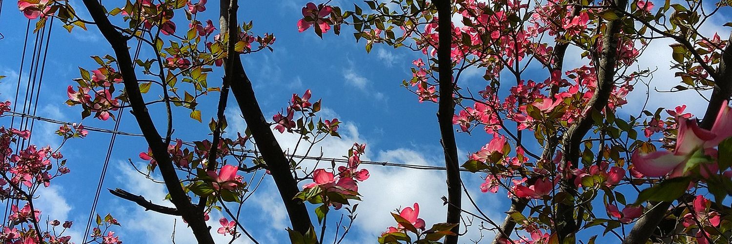 chiekoym's profile banner image