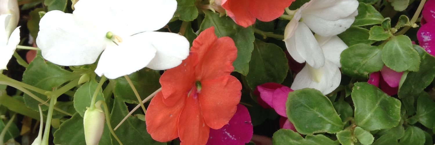 bolichey's profile banner image