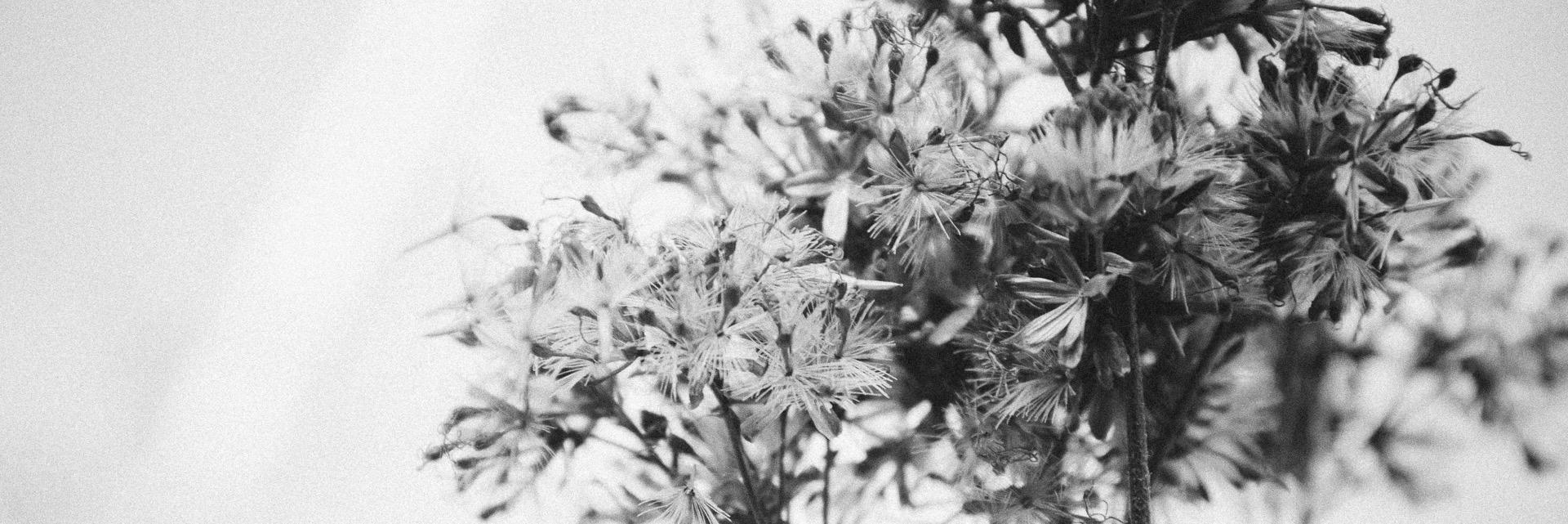 _meshi_'s profile banner image