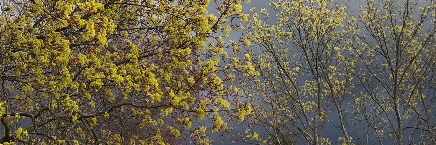 Reagan Haynes banner