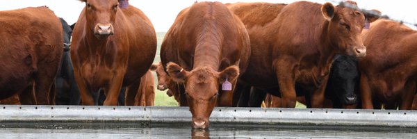 UNLBeef Profile Banner