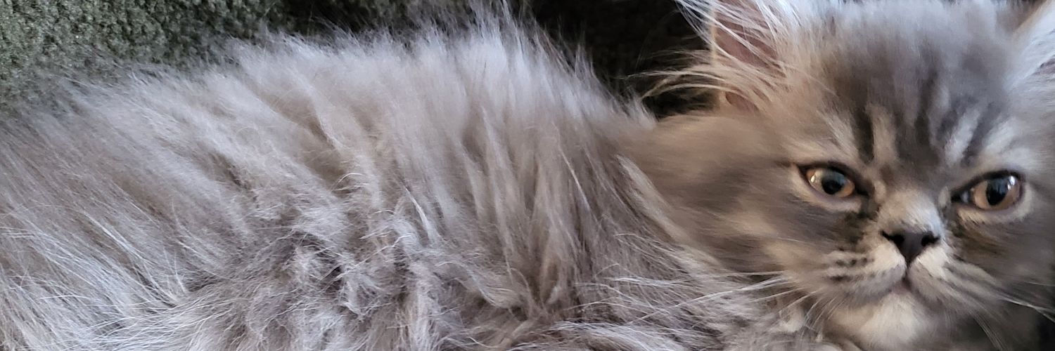 marjoD059's profile banner image