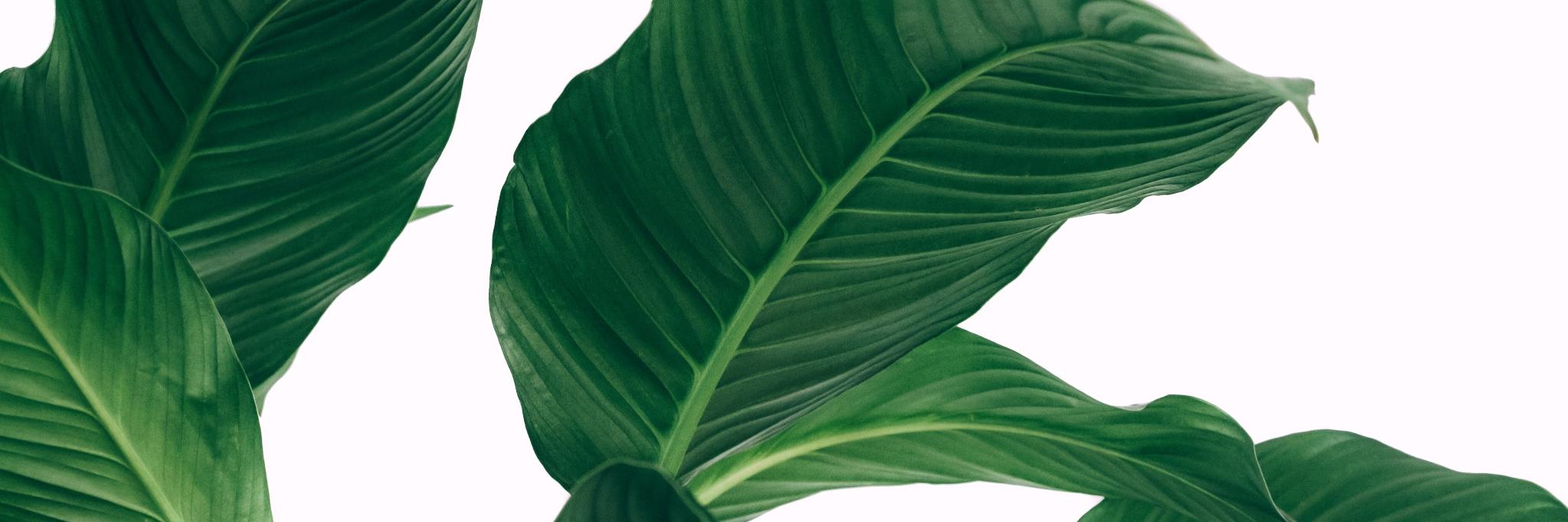 Franggm's profile banner image