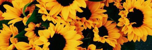 yaaniru's profile banner image