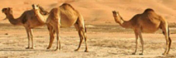 said9salam's profile banner image