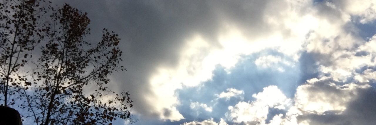 dillebird's profile banner image