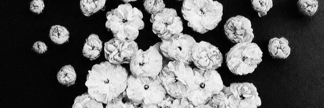 strang_bird's profile banner image