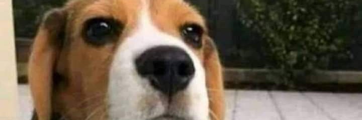 werocortes's profile banner image