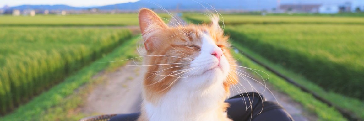 phmorais_'s profile banner image