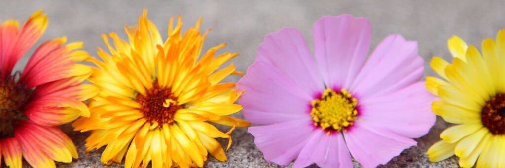 Kendra Presley banner