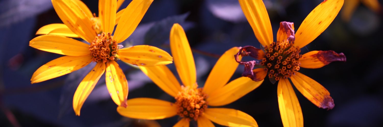 kolt_wiley82's profile banner image