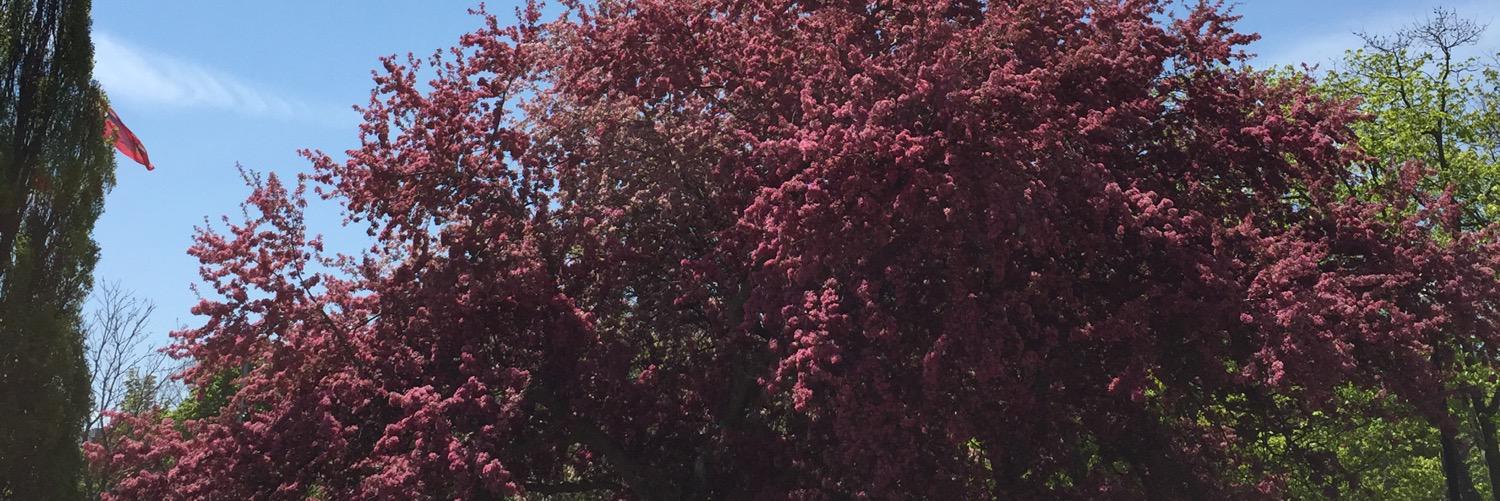 RaynaFriendly's profile banner image