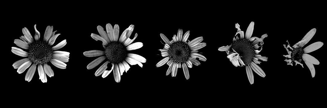 CihanSRMZ's profile banner image