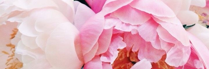 ashleyscoggins's profile banner image
