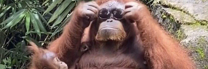 andrefelipe ex morador da série b banner