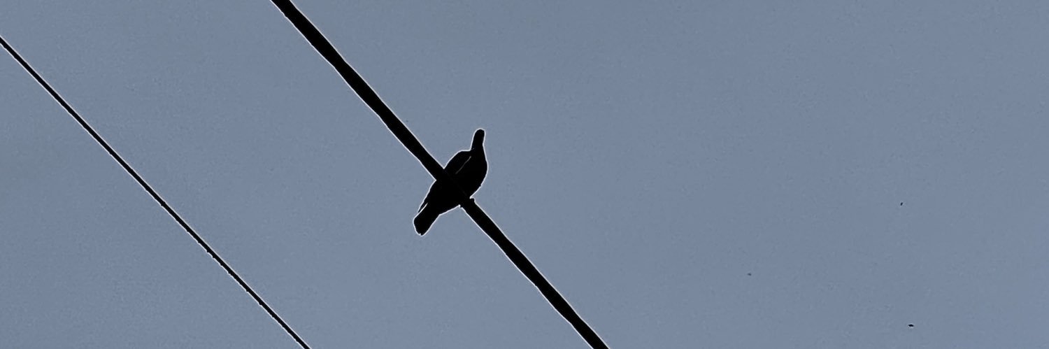 Ahmet Salgur banner