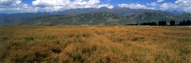 Danny Bridges banner