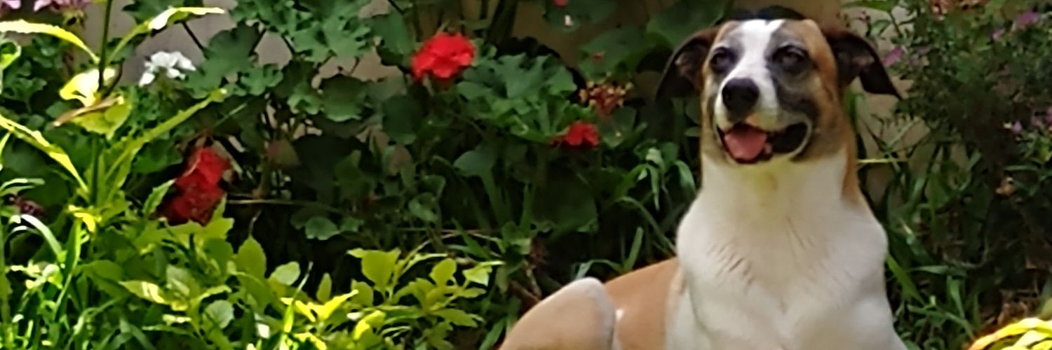 LuulaLongo's profile banner image