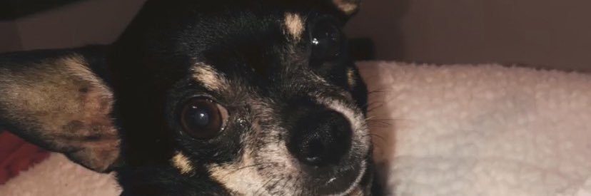 StephKorte's profile banner image