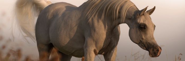 ArabianHorses's banner