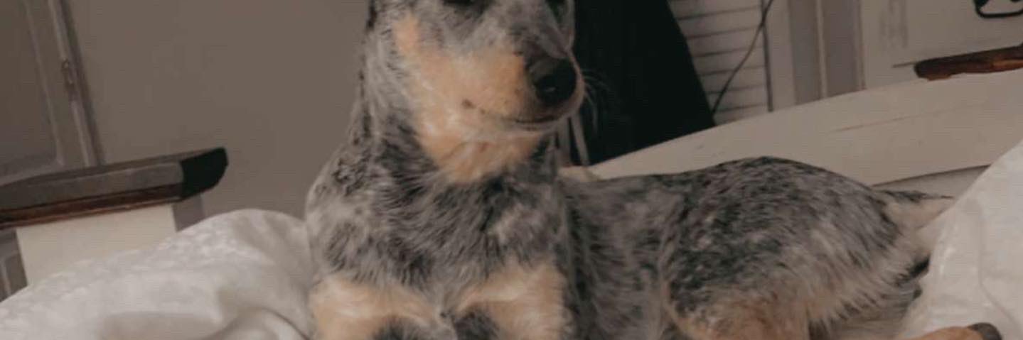 Triston Miller banner