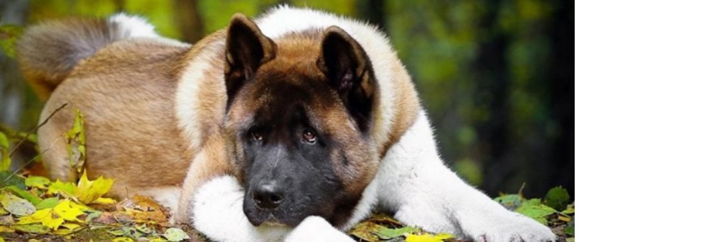 Peter Ralph Tigers banner