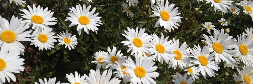 annemalmi's profile banner image