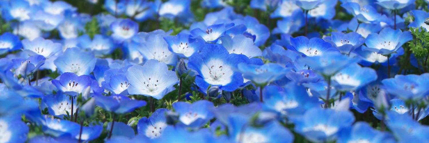 モルゲン@惹き合うG18 banner