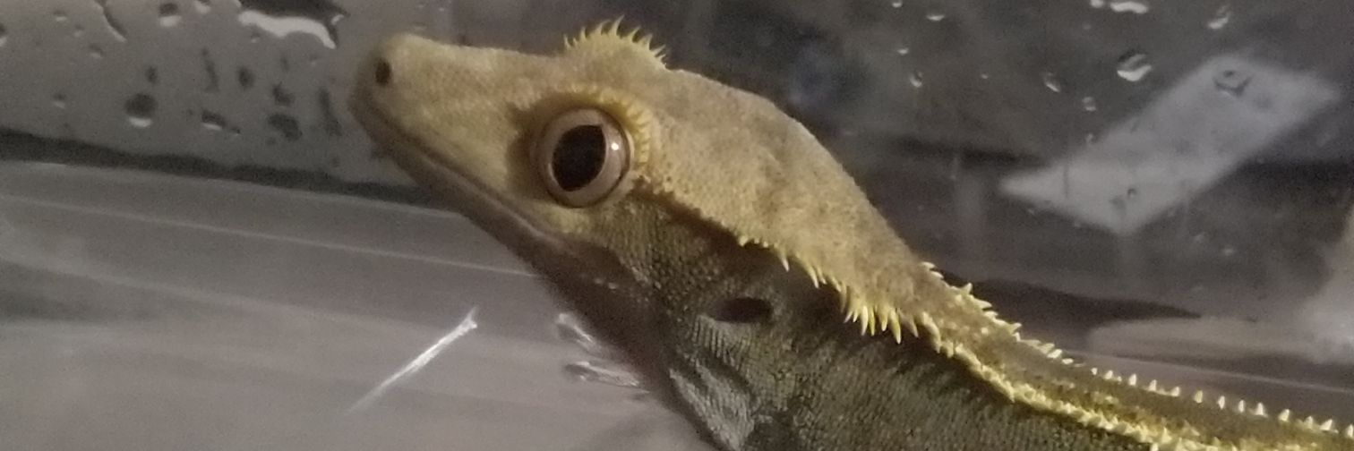 dragonoclock's profile banner image