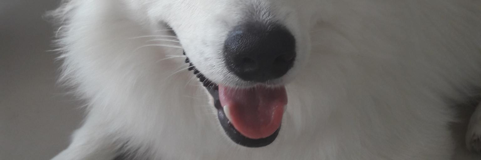 Ser ouanling, altcoindawg - ตกงาน life. banner