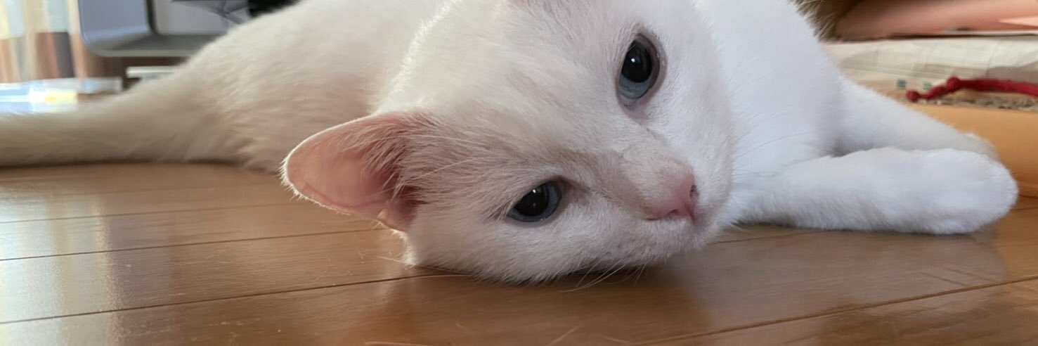 Osutoki's profile banner image
