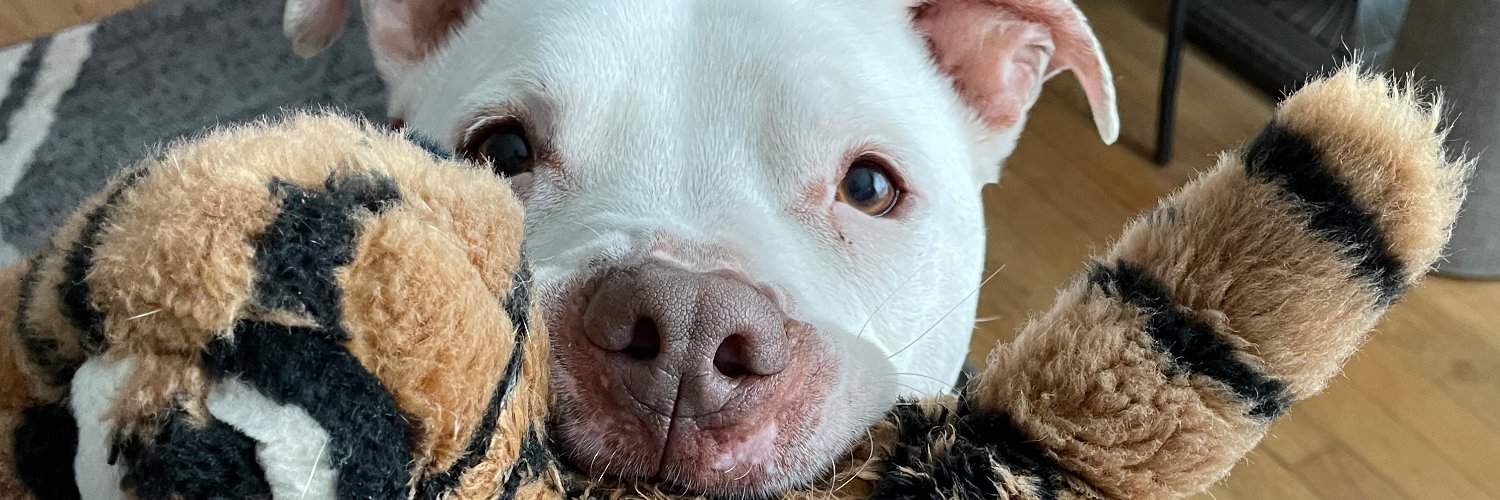 Leslie 🏳️‍🌈 banner