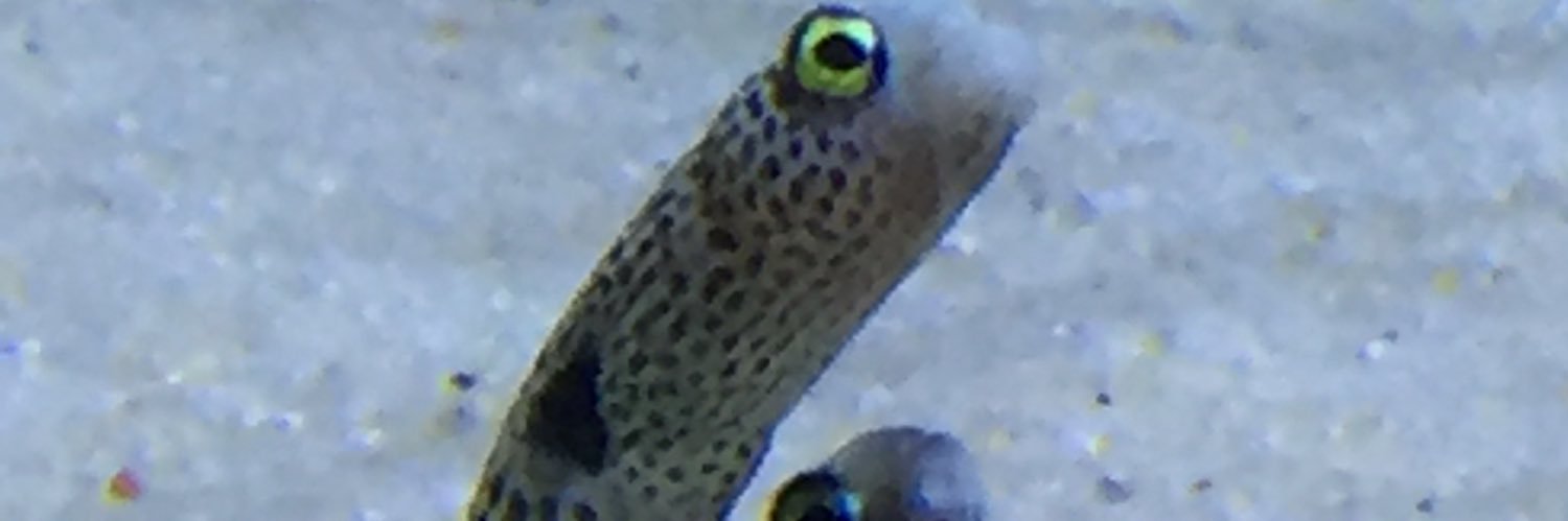 SteveFaulkner7's profile banner image