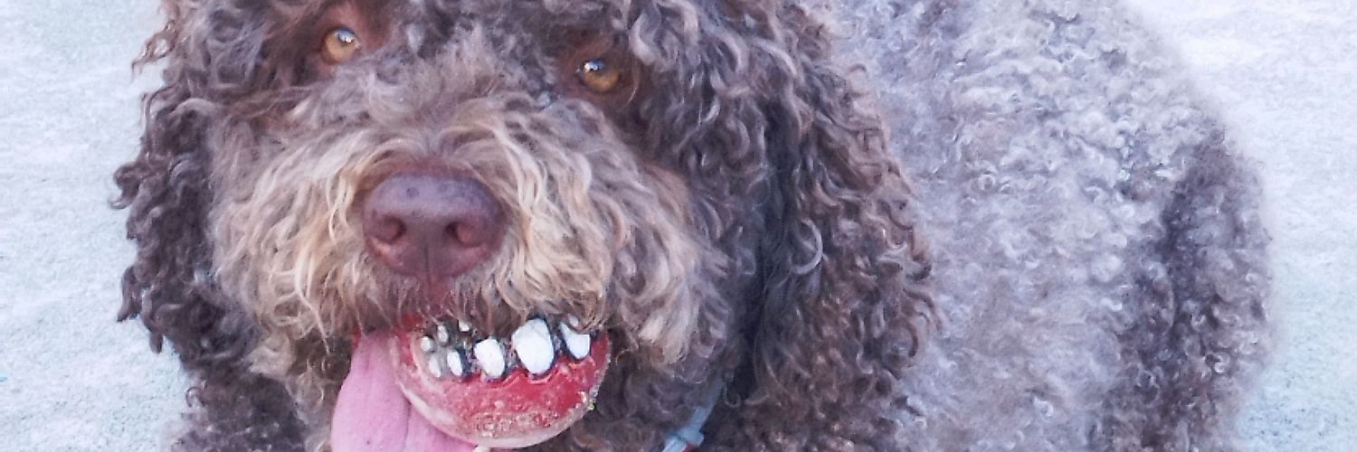 carles ortiz 🎗 🎗 🎗 FREE PABLO HASEL! banner