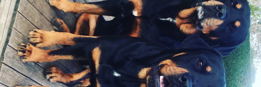 DenchMatt88's profile banner image
