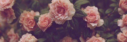 oliviaanderberg's profile banner image
