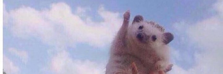 sherputtarpanda's profile banner image