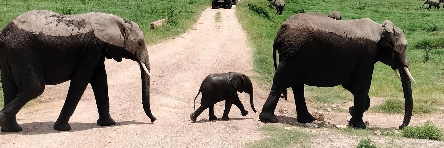 patri teamaratz banner