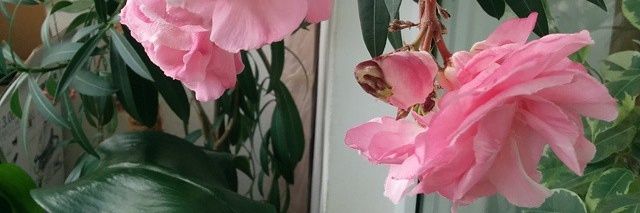 yakutsina's profile banner image