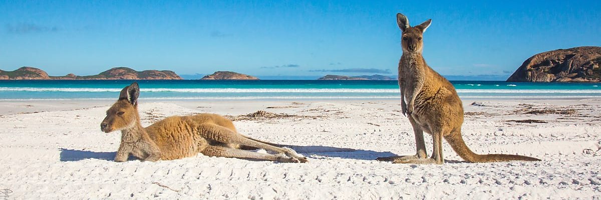 SuzanneRogue's profile banner image