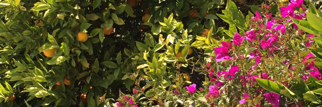SONYNES's profile banner image