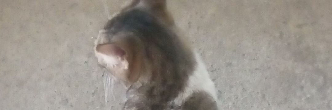 eillientabon's profile banner image