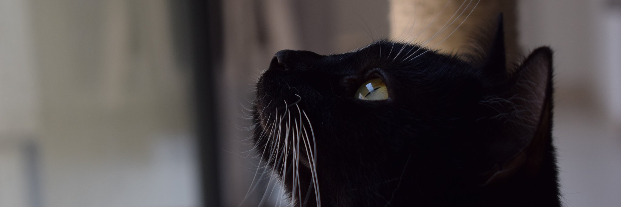 tinablaidd's profile banner image