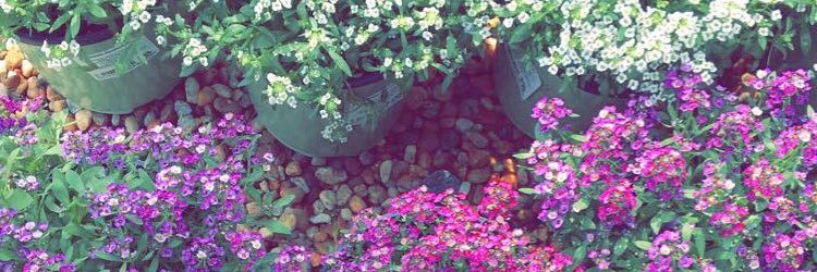 AlexisRae69070's profile banner image