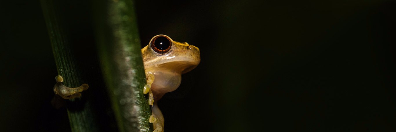 Rodrigo Tinoco banner