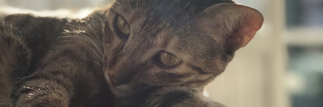 JulianoPassini's profile banner image