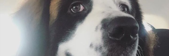 Danielavegaa8's profile banner image