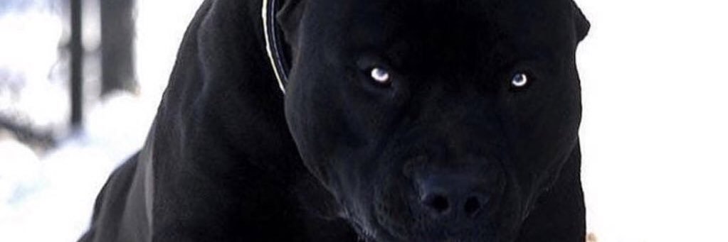 jujesta's profile banner image
