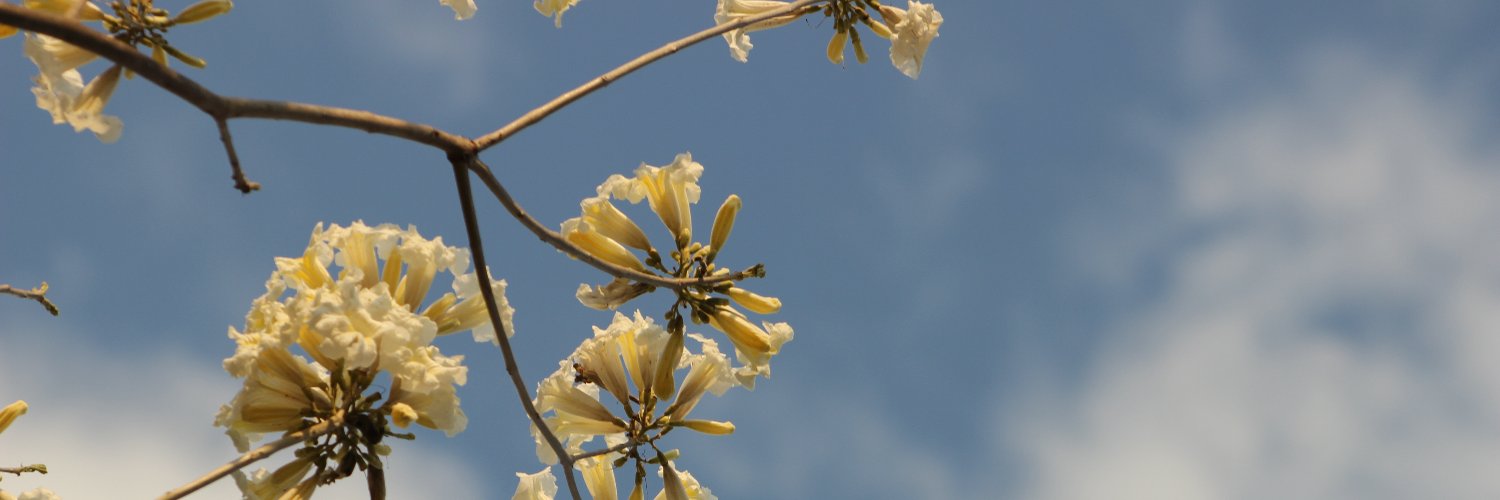 Patricia Bordon banner